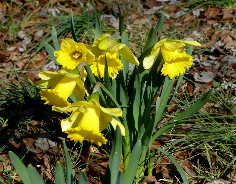 daffodilsblog