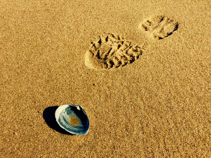 shellfootprintblog