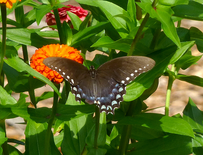 blackswallowtail2