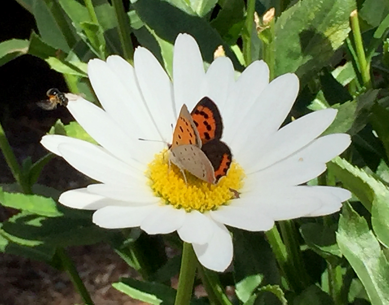 butterflydaisy2blog