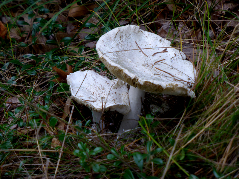 mushroombigwhite