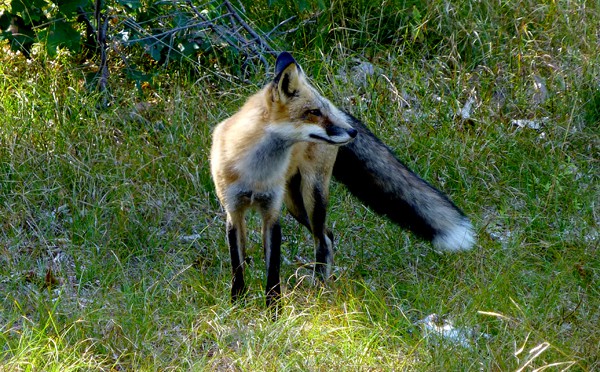 We Saw Our First Red Fox At The Audubon Sanctuary In Wellfleet On Cape Cod
