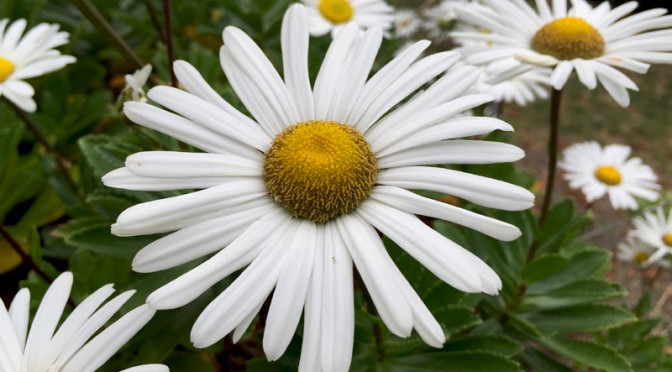 The Daisies Are Blooming And Gorgeous On Cape Cod