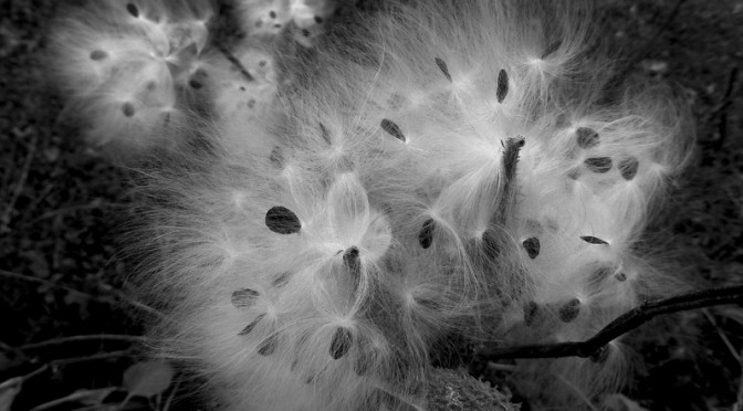 Milkweed Seeds On Cape Cod In Black And White Photography