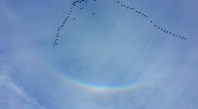 Migrating Birds And A Rainbow On Cape Cod To Wish You A Happy New Year!