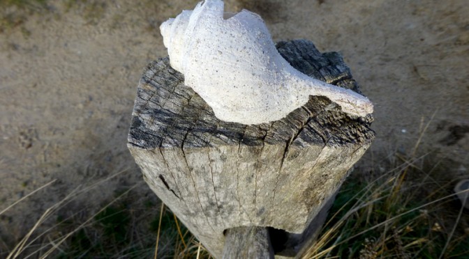 Simplicity Of A Conch Shell At Wellfleet Bay On Cape Cod
