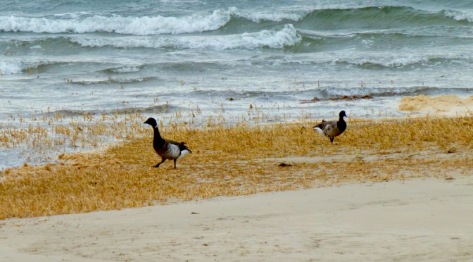 Beautiful Black And Gray Brants At First Encounter Beach In Eastham on Cape Cod