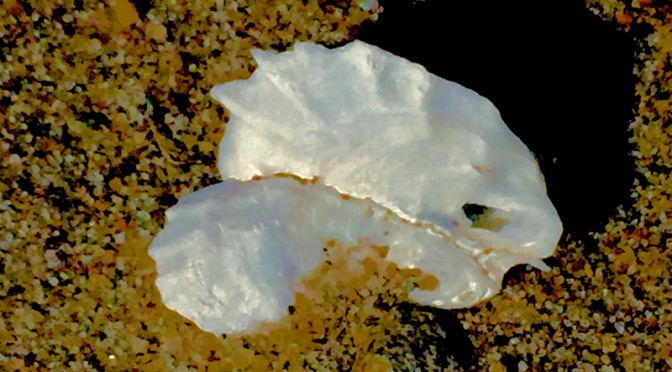 Exquisite Sea Shell On The Beach On Cape Cod