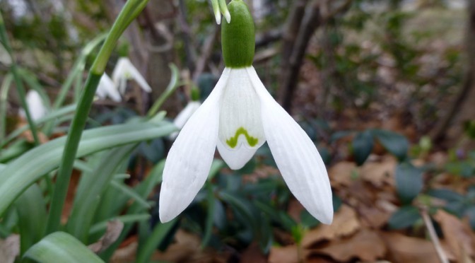 The Beautiful, Little White Snowdrop Flowers Are Blooming On Cape Cod