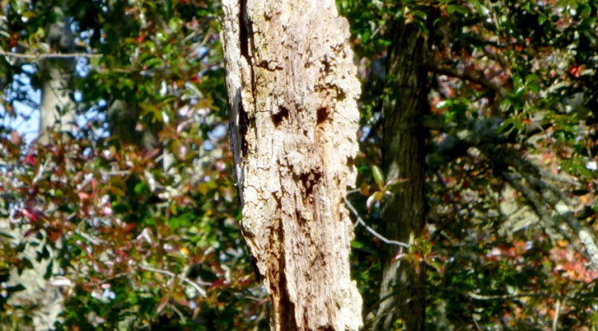 Love This Tree Face At Red Maple Swamp Trail At Fort Hill On Cape Cod