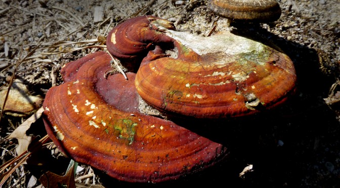 Interesting Orange Mushroom At Wiley Park In Eastham On Cape Cod