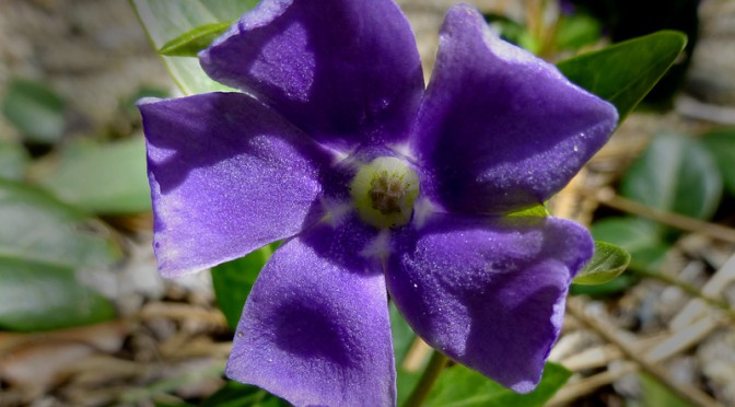 Pretty Purple Wildflower On Cape Cod
