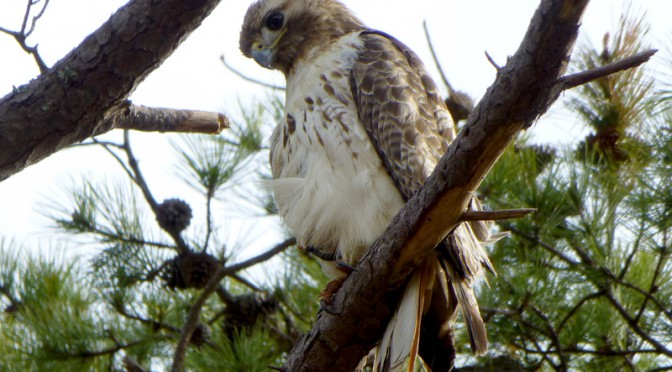 Red-Tailed Hawk In The Tree At Our New Home On Cape Cod