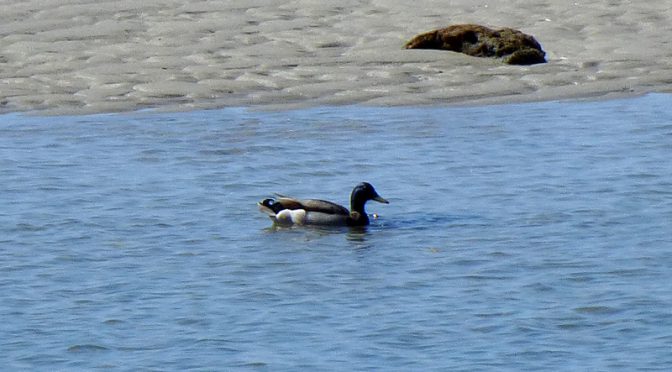 Greater Scaup At Boat Meadow And Herring Cove On Cape Cod