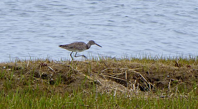 Willett Searching For Food At Boat Meadow In Eastham On Cape Cod