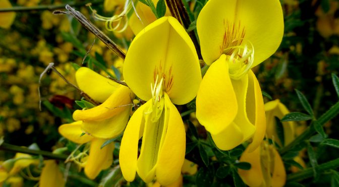 Pretty Yellow Scotch Broom By The Provincelands Visitors Center In Provincetown On Cape Cod