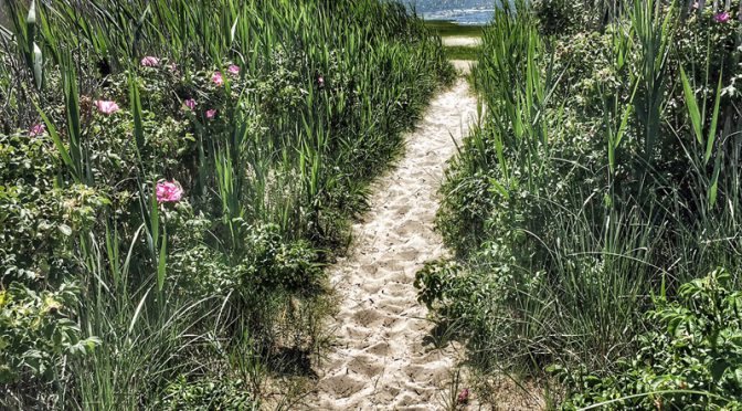 Our Secret Beach Trail Is So pretty Here In Eastham On Cape Cod