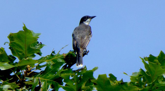 Eastern Kingbird At Fort Hill In Eastham On Cape Cod