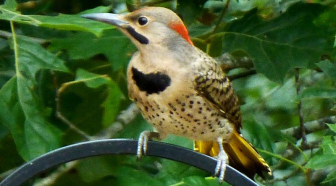 Northern Flicker At My home On Cape Cod