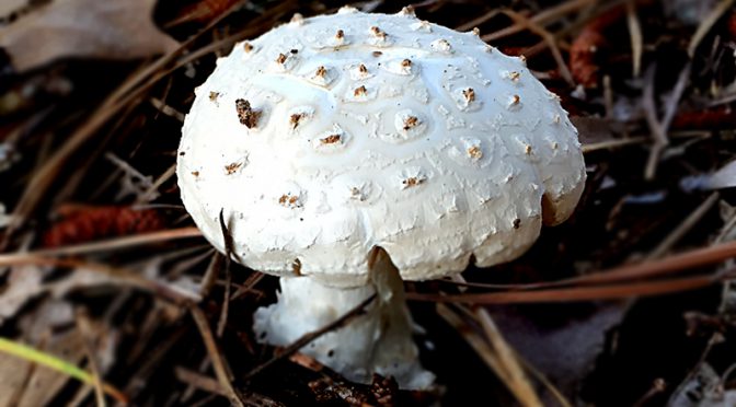 Interesting White Mushroom At My Home on Cape Cod