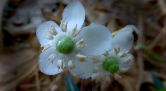 Pretty Spotted Wintergreen Wildflowers On Cape Cod