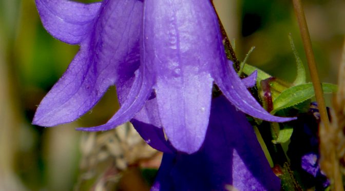 Deep Blue Creeping Bellflower At Fort Hill In Eastham On Cape Cod