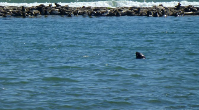 Island Of Seals Off Of Coast Guard Beach In Eastham On Cape Cod
