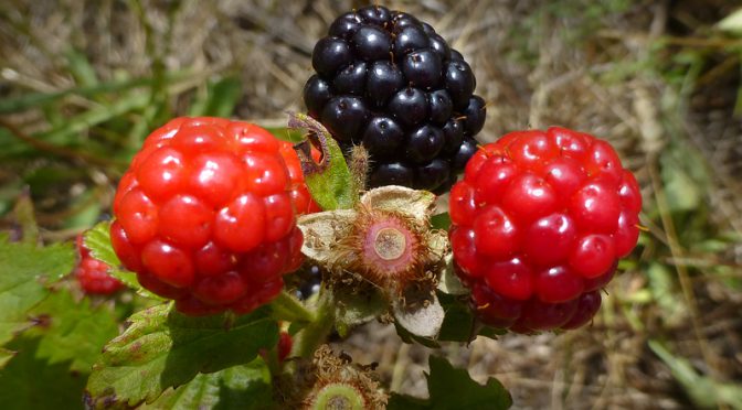 Wild Blackberries At Fort Hill On Cape Cod
