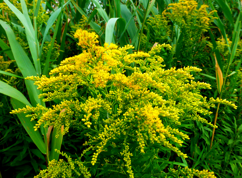 Seaside Goldenrod Wildflowers Are Blooming Near The Salt Marshes On ...