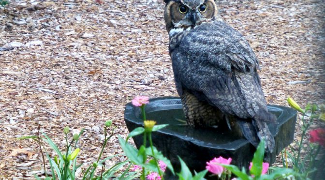 Great Horned Owl In Our Birdbath Here On Cape Cod