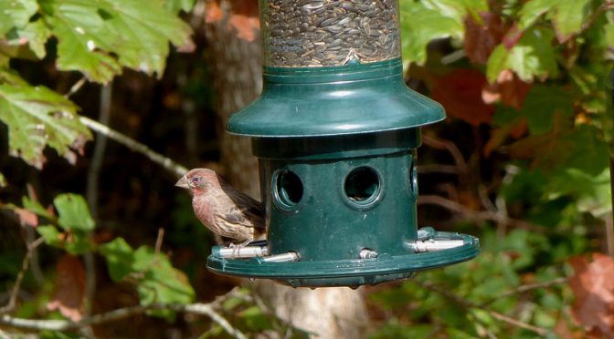 Meet Ed, Our Resident House Finch Here On Cape Cod