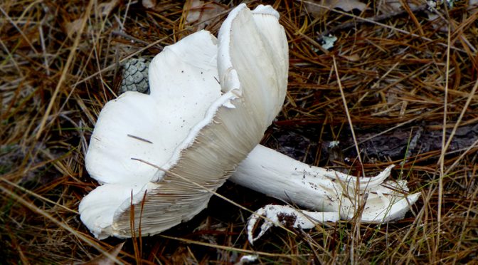 Poisonous White Destroying Angel Mushroom Here On Cape Cod