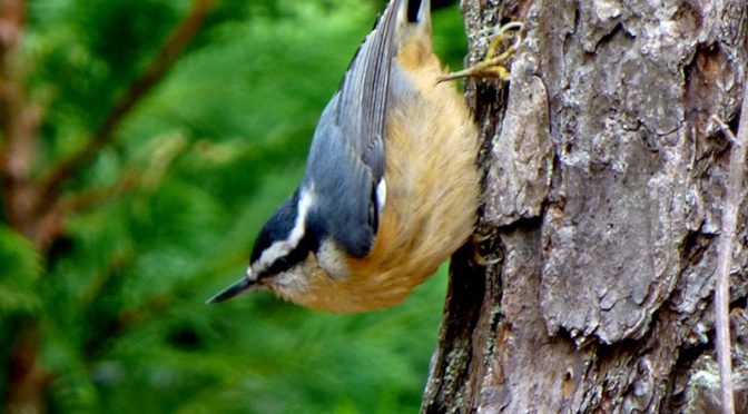 Red-Breasted Nuthatch In Our Yard On Cape Cod