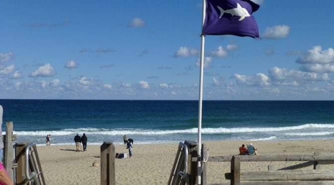 Shark Warning Flags On The Beaches On Cape Cod