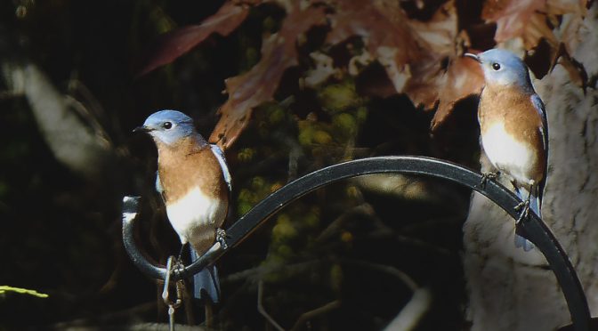 Eastern Bluebirds At Our Bird Feeders Here On Cape Cod