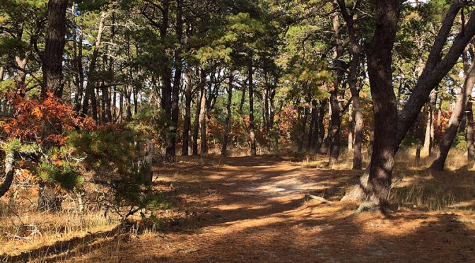Beautiful Pine Trail At Wiley Park On Cape Cod
