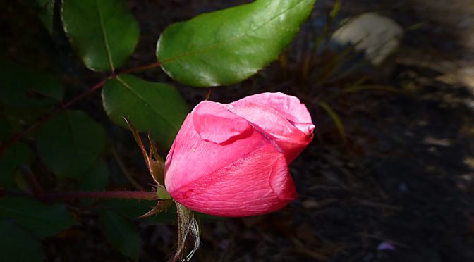 Pretty Little Pink Rose Bud Still Blooming In Our Garden On Cape Cod