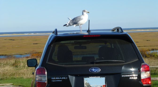 Hilarious Seagull On Car Roof At Fort Hill On Cape Cod