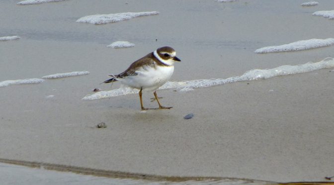Semipalmated Plovers On Cape Cod Bay