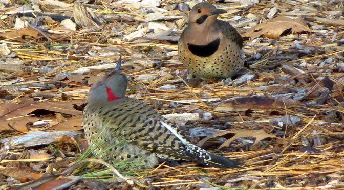 Beautiful Northern Flickers In Our Yard On Cape Cod