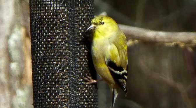Little Goldfinch At Our New Feeder On Cape Cod