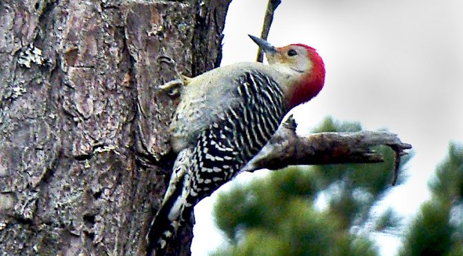 Beautiful Red-Bellied Woodpecker In Our Yard On Cape Cod
