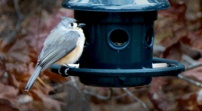 Cute Little Grey Titmouse At Our Bird Feeder On Cape Cod