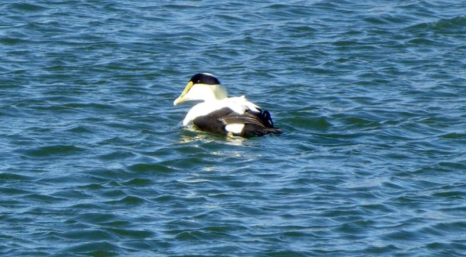 Common Eiders At Boat Meadow River On Cape Cod