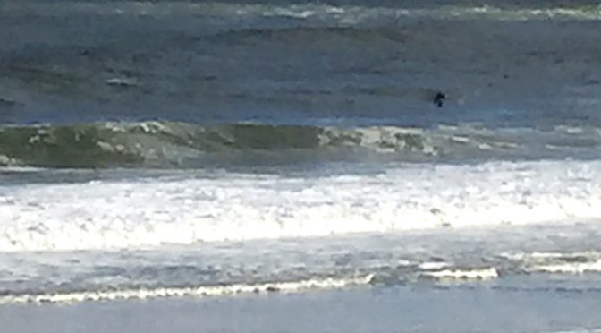 A Surfer And ?? At Nauset Beach In Orleans On Cape Cod