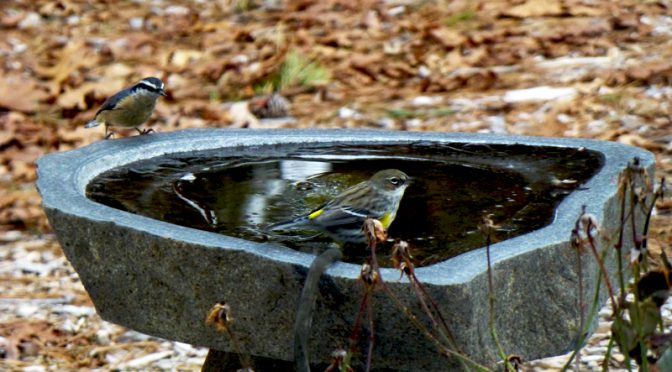 Yellow-Rumped Warblers At Our Bird Bath On Cape Cod