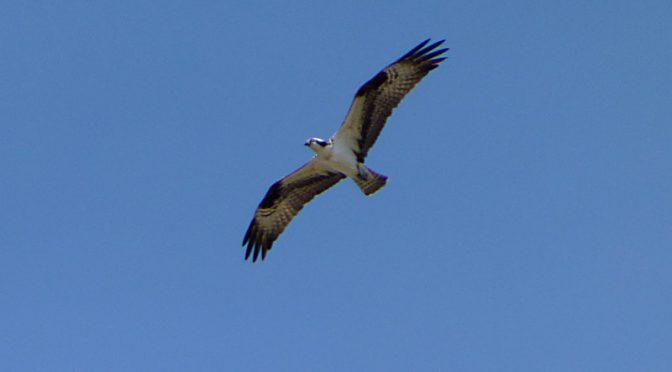 Osprey Flying Above Nauset Marsh On Cape Cod