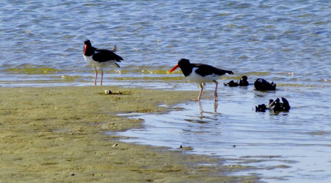 The Oystercatchers Are Back At Morris Island On Cape Cod