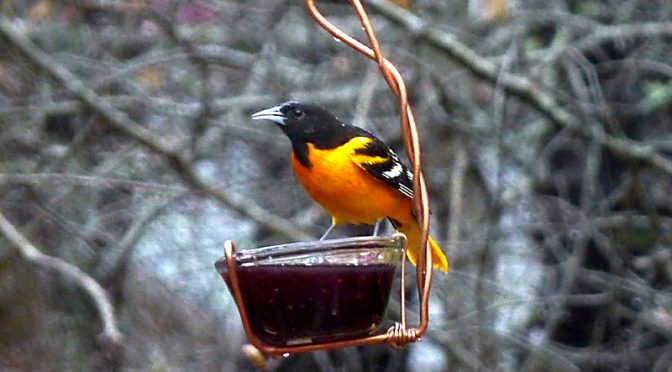 The Colorful Baltimore Orioles Are Back On Cape Cod!