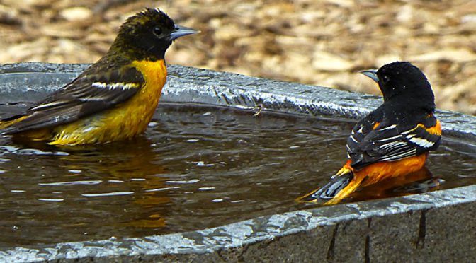 Bath Time For The Baltimore Orioles At Our Home On Cape Cod